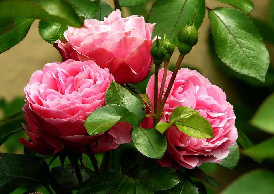 Flower-Rose-Blossom-Roses-Flowers-Plant-Bloom-279583.jpg