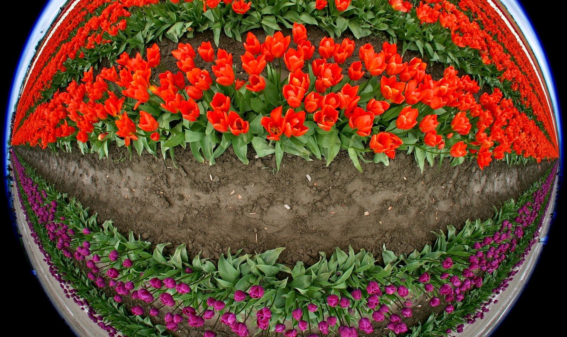 tulips-175596_1920.jpg