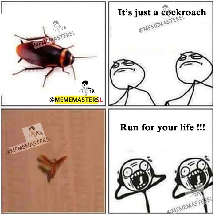 #10 Cockroach.jpg