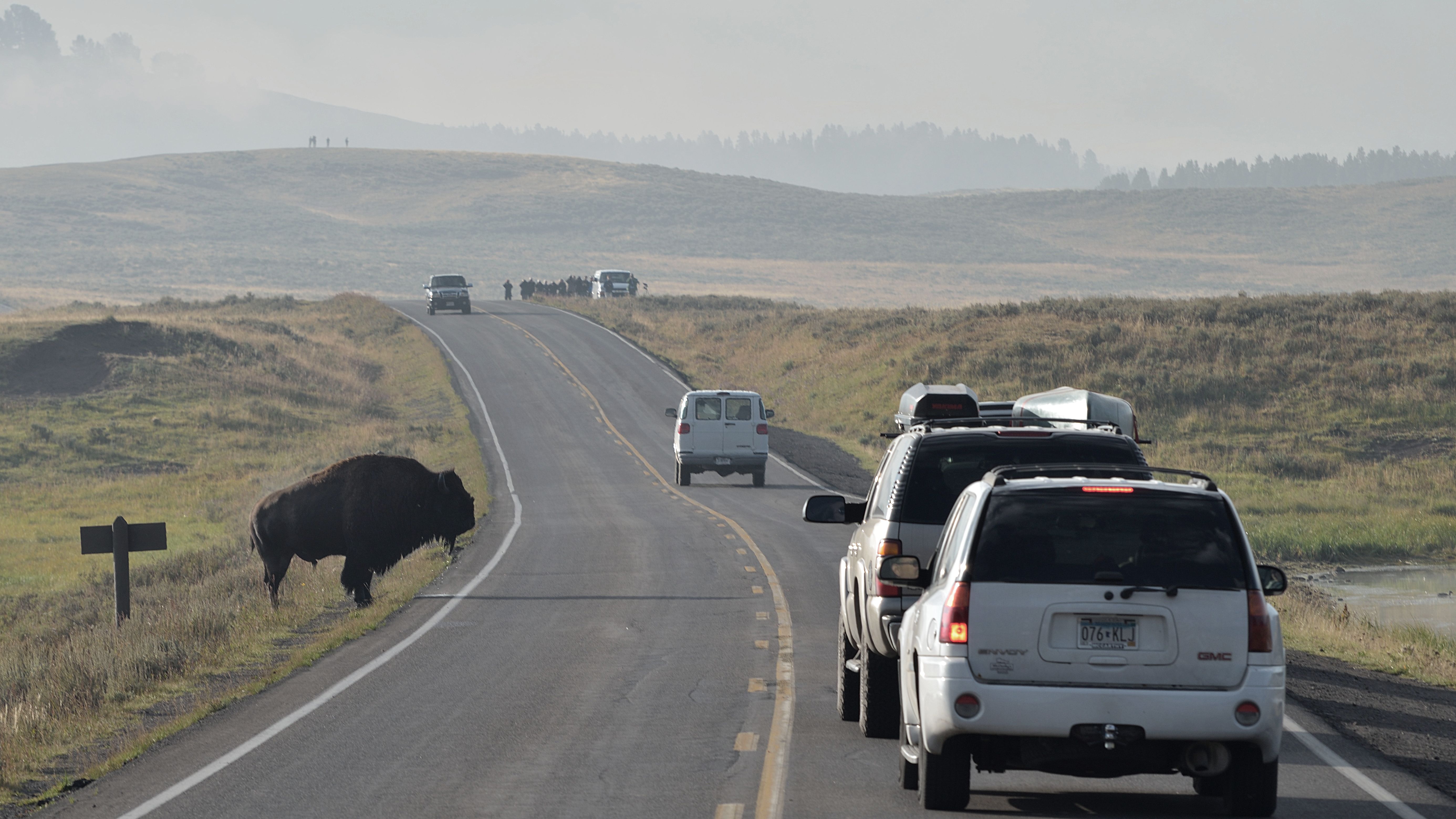 bison-buffalo-traffic-yellowstone.jpg