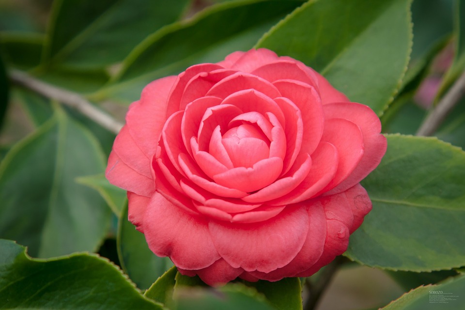 camellia-787516_960_720.jpg