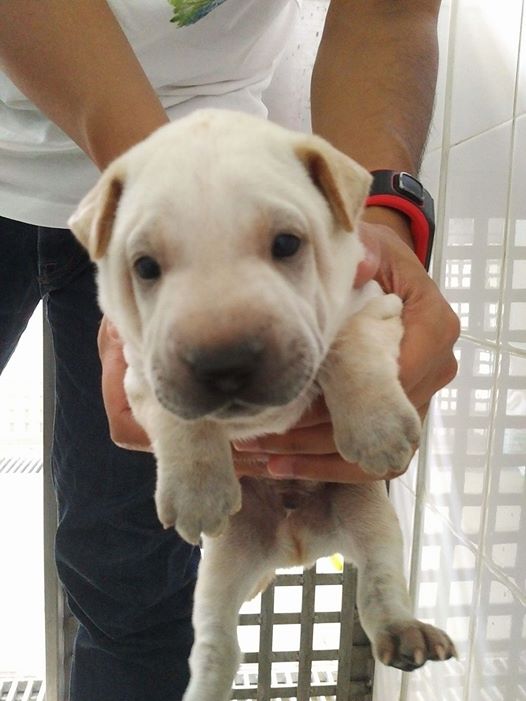 Cream sharpei pup 13 July 17.jpg