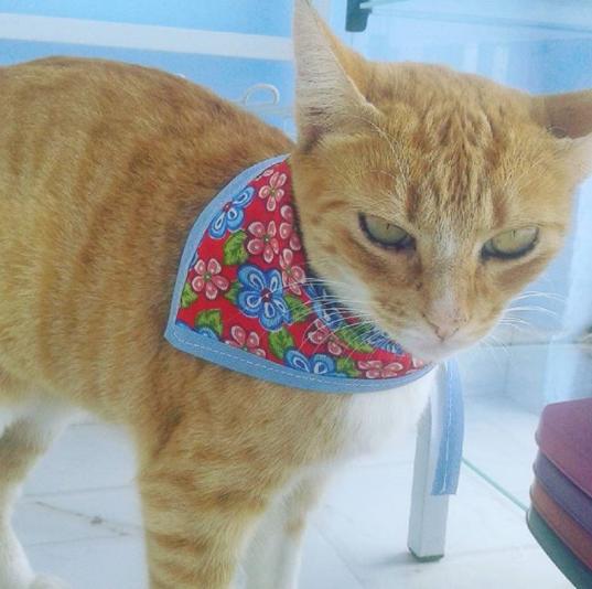 gata.PNG