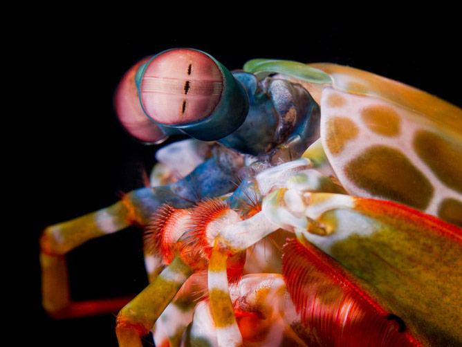 Mantis-Shrimp-Eye.jpg