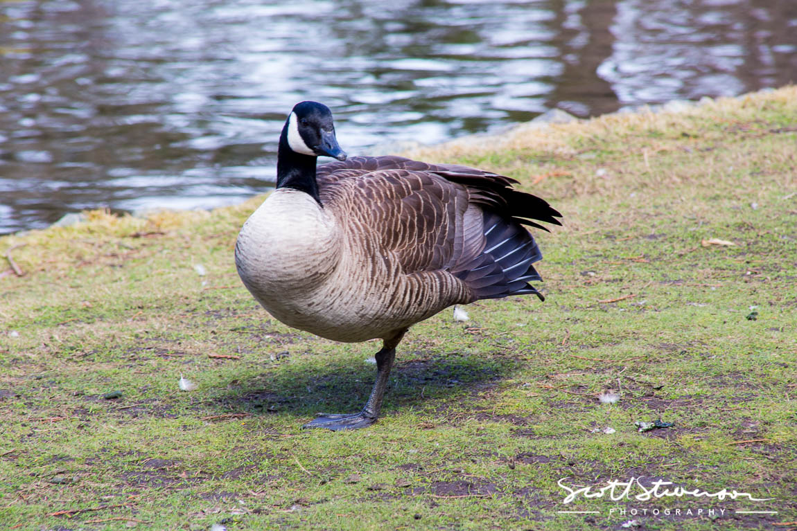 Canada Goose-1.jpg