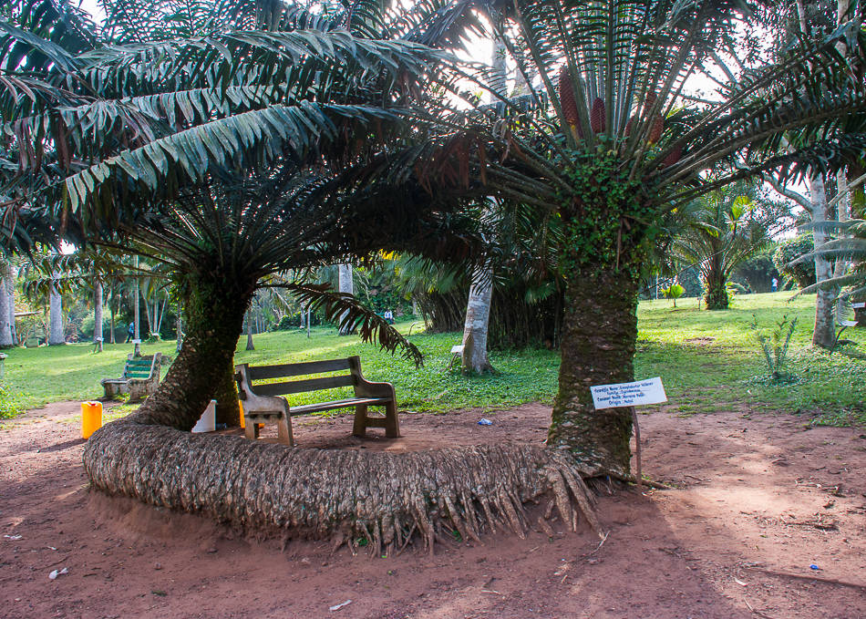 Aburi-Botanical-Gardens-Twisted-Palm.jpg