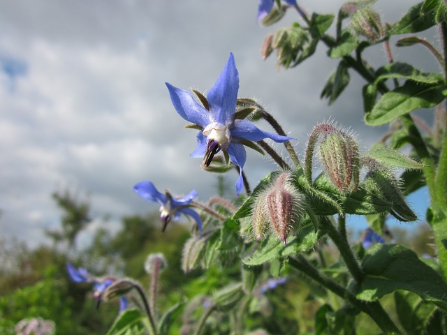 maxpixel.freegreatpicture.com-Borage-Plant-Borago-Officinalis-Starflower-Flora-844616.jpg