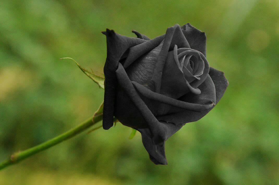Natural Black Rose Turkey