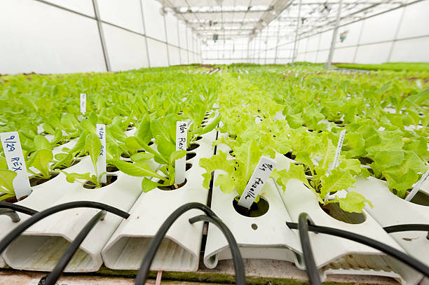 crop-of-lettuce-at-a-hydroponic-farm-picture-id497329987.jpg