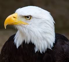 Bald Eagle : The Protector of Wildlife — Steemit