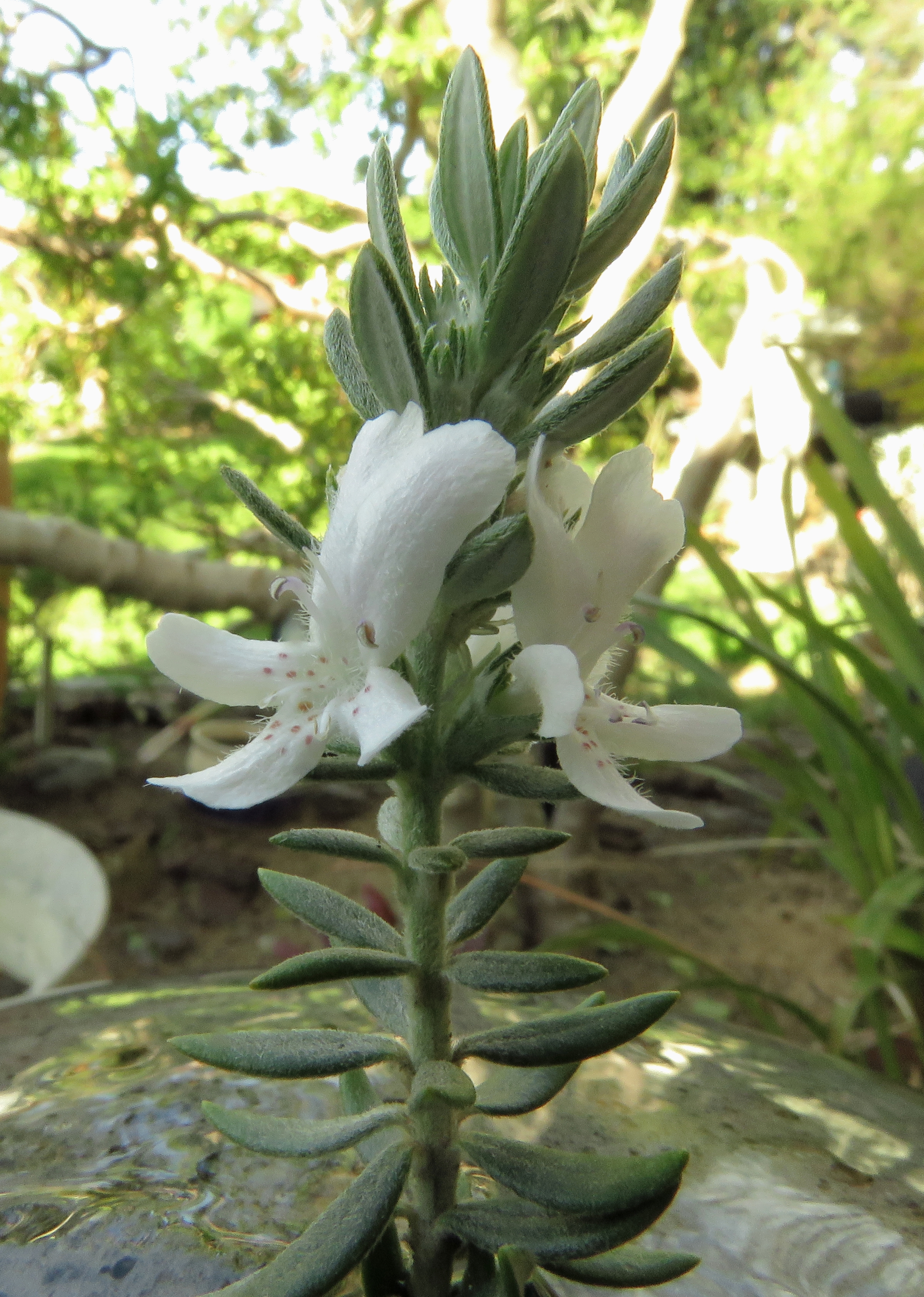 white flowers.jpg