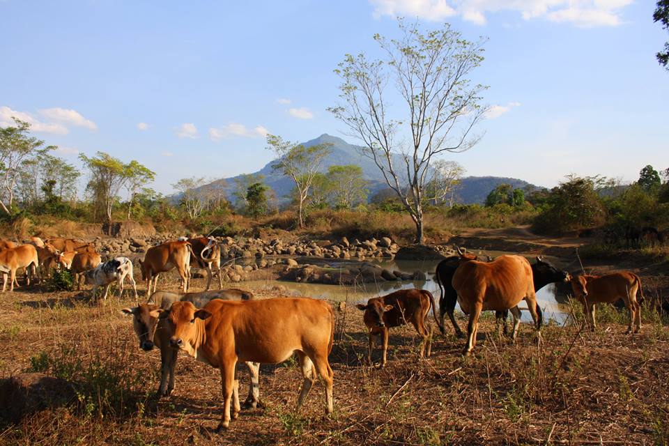 2 cows in laos.jpg