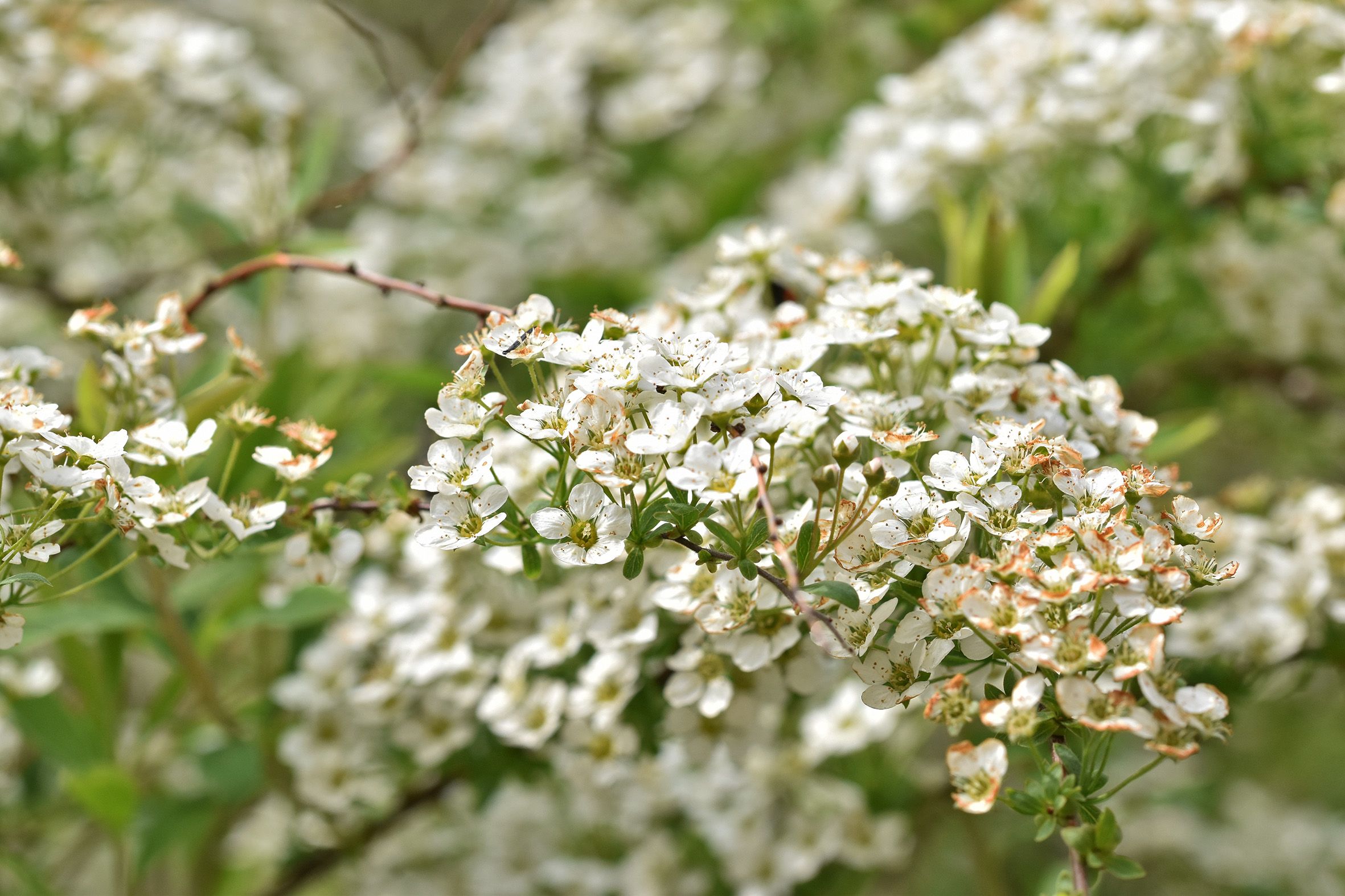 Tawula Spireal white flower  2.jpg