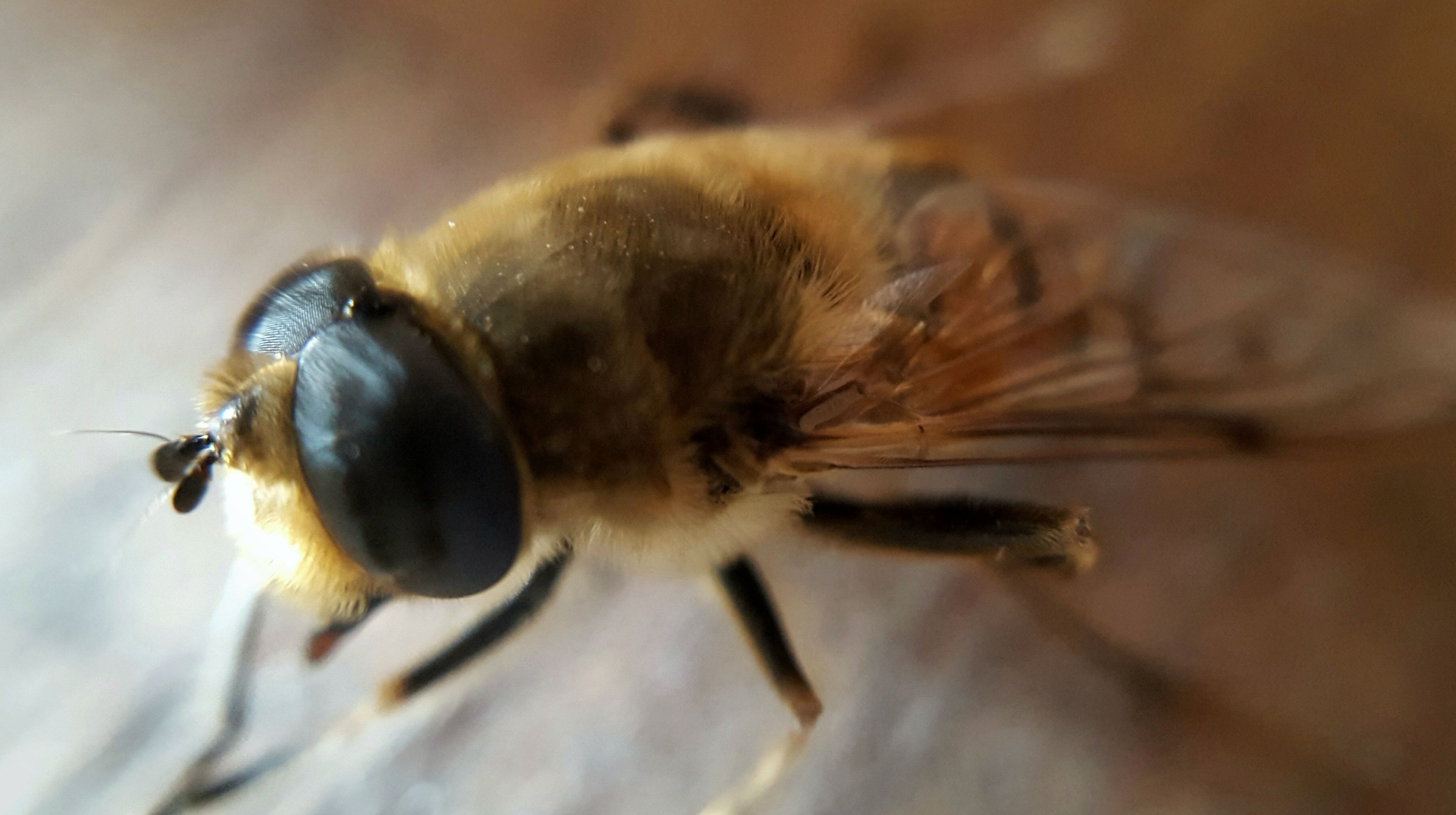 Мухи похожие на пчел фото