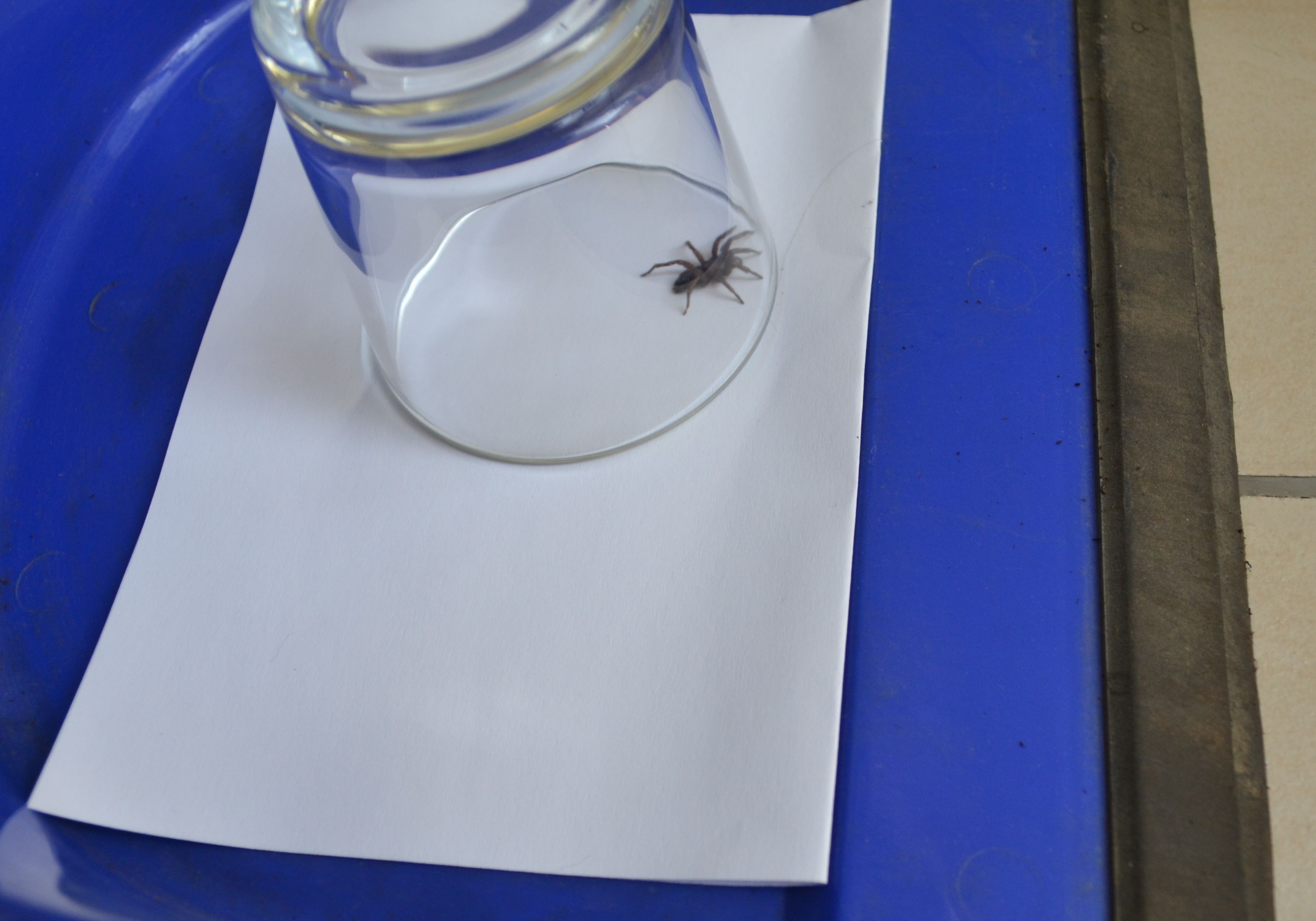 Spider6.JPG
