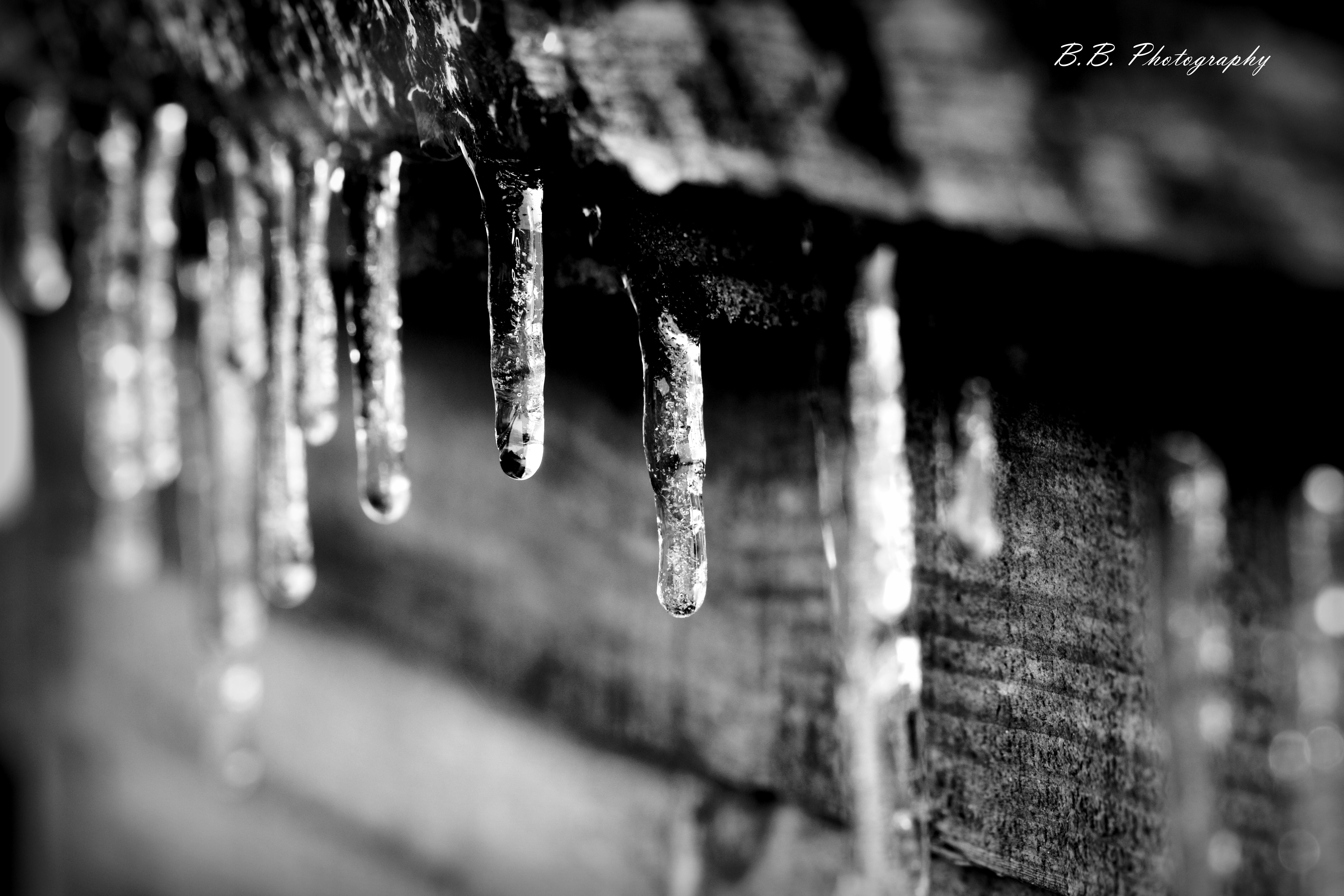 icicles bnw2 watermarked.JPG
