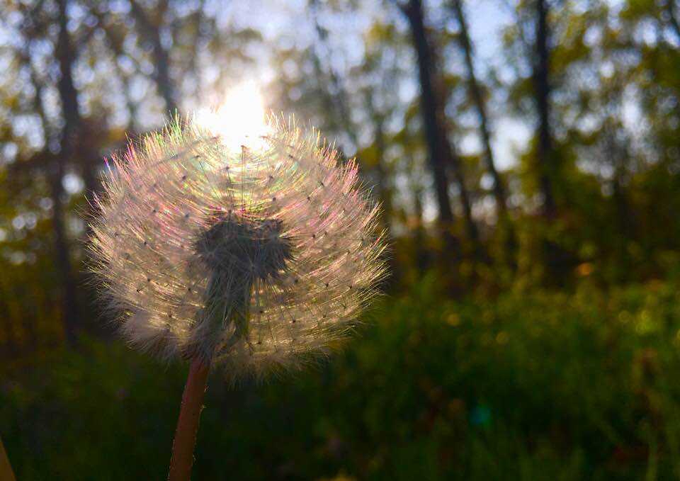 Dandelion in Sun.jpg