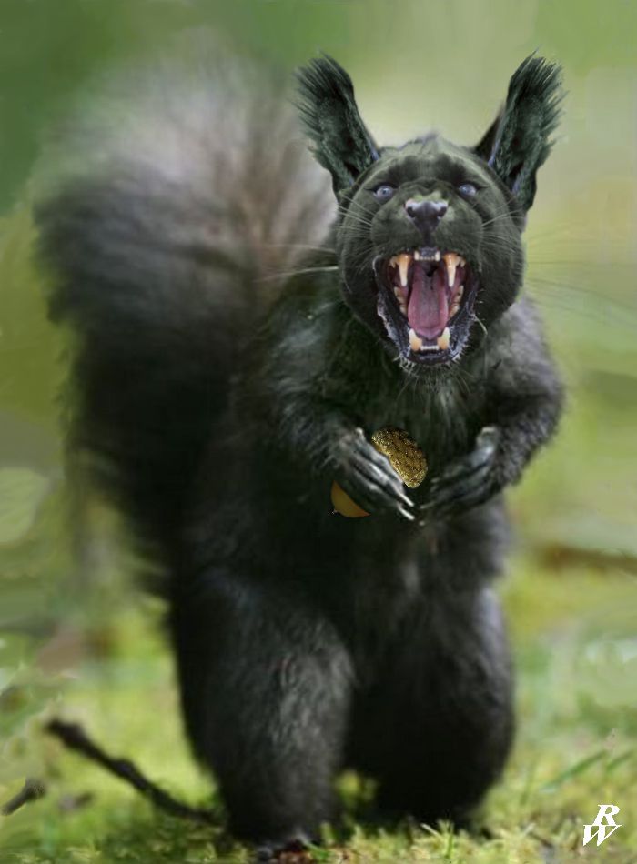 black_squirrel_by_dwarf4r-d6oftn7.jpg