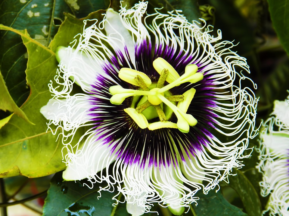 passion-fruit-1891932_960_720.jpg