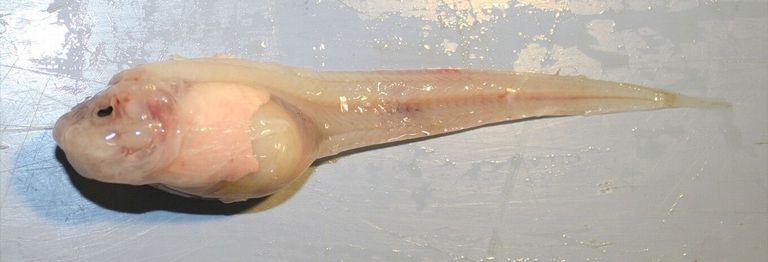 Snailfish 2.jpg