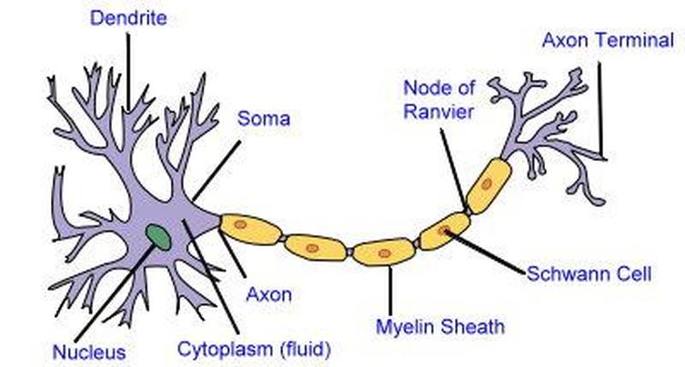 nerve cell.jpg