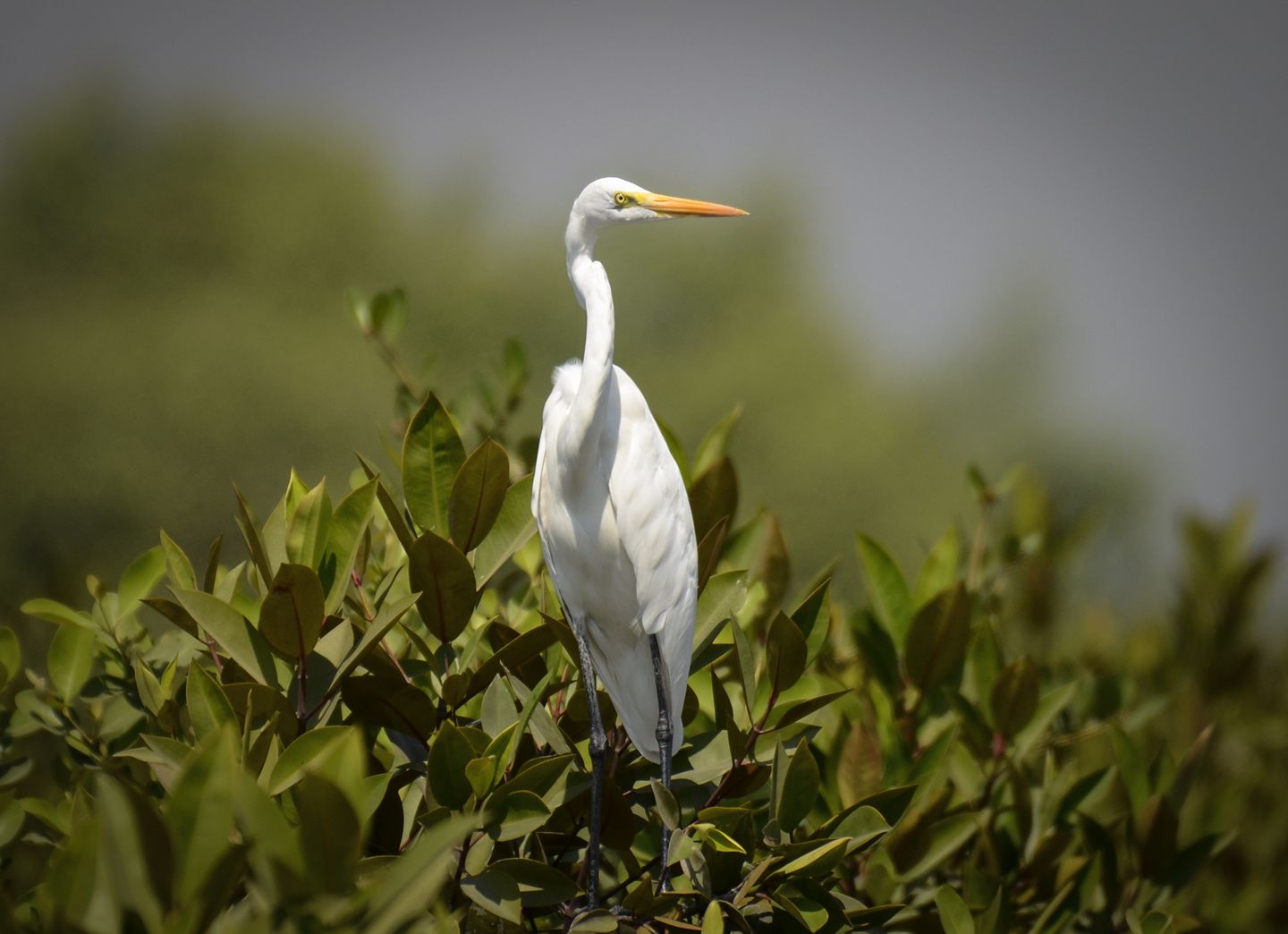 birds photo taken by me steemit birds photo taken by me steemit