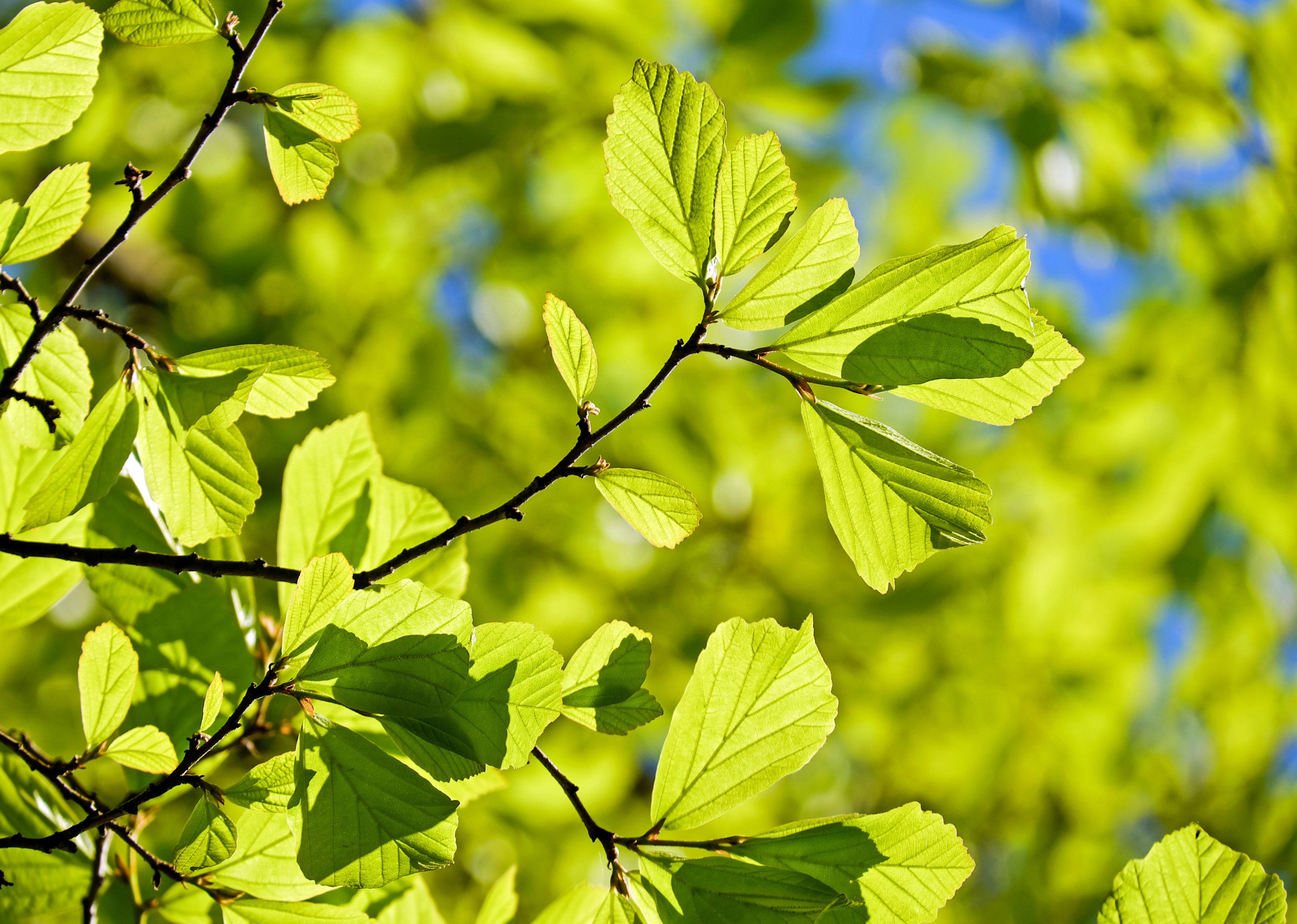 persian-oak-wood-3064187.jpg