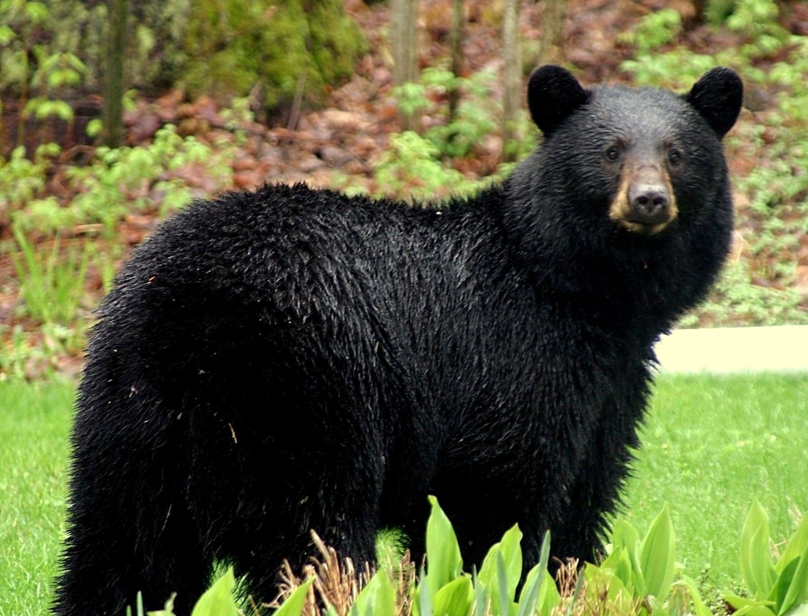 American-Black-Bear-jpg.jpg