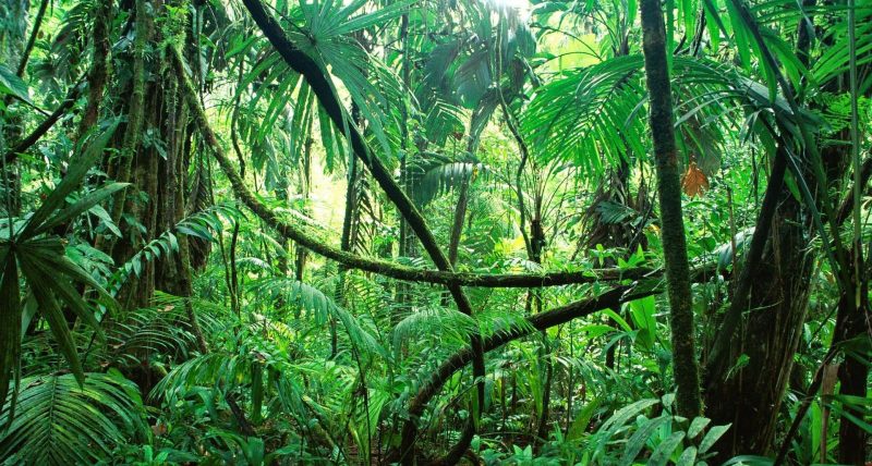 selva-bosque-tropical-min-e1489686555992.jpg