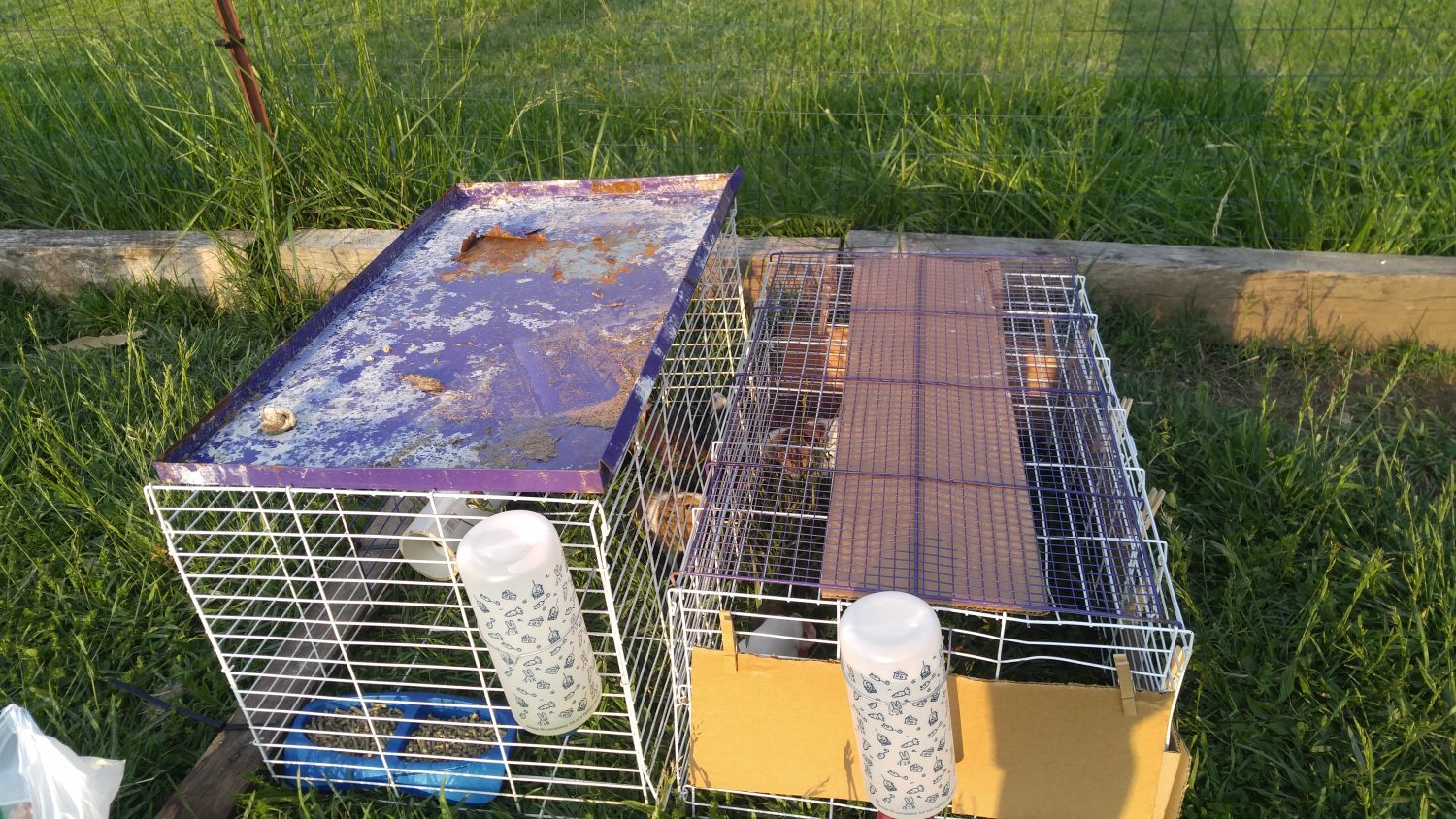 20170510_183427 - Guinea pigs on grass in the poultry pen.jpg