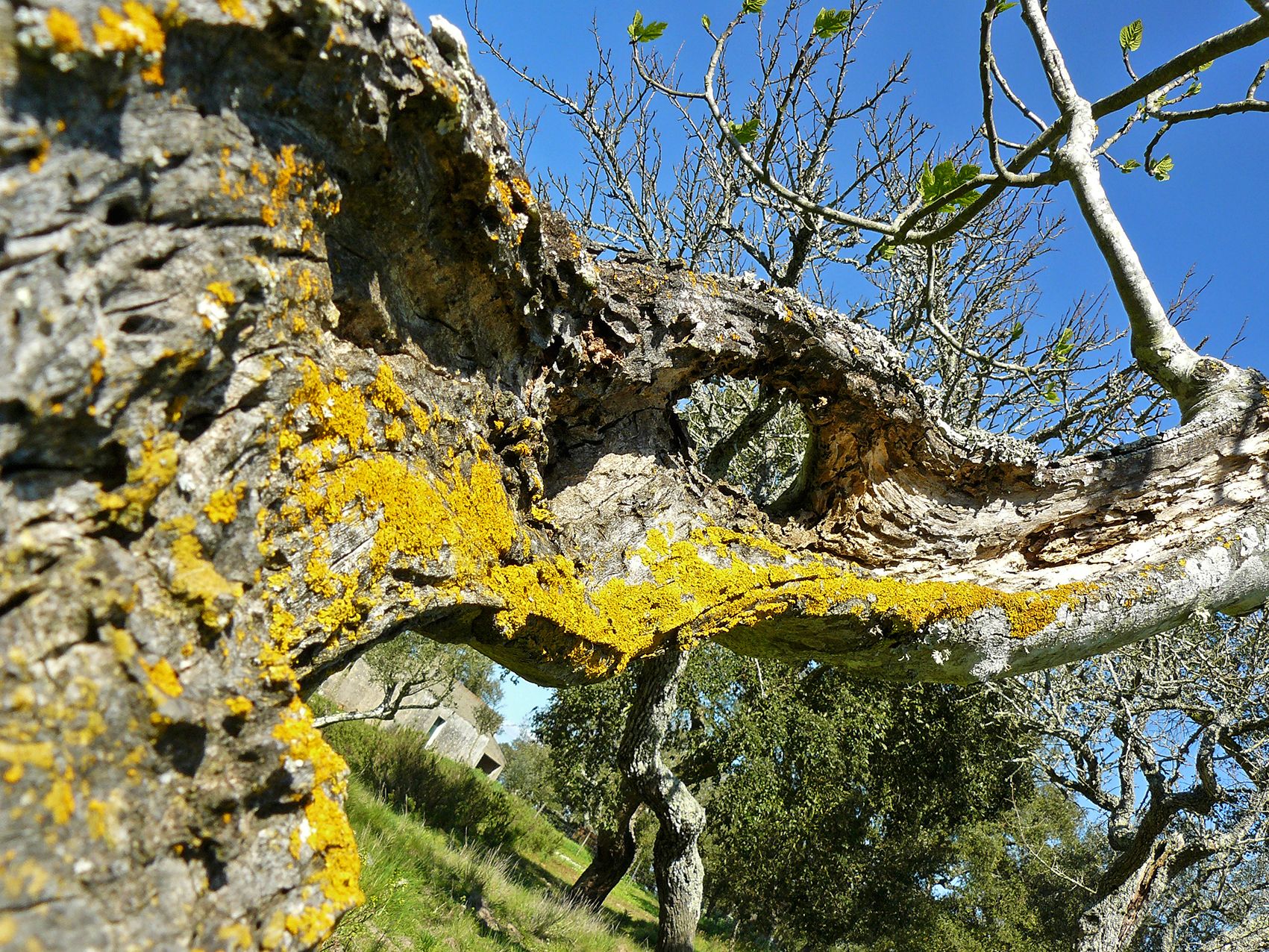 fig tree old bark.jpg