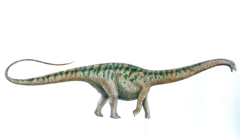 apatosaurusVN-56a253555f9b58b7d0c91362.jpg