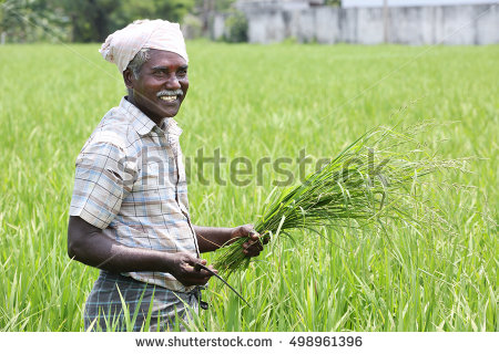 stock-photo-indian-man-holding-sickle-and-crops-498961396.jpg