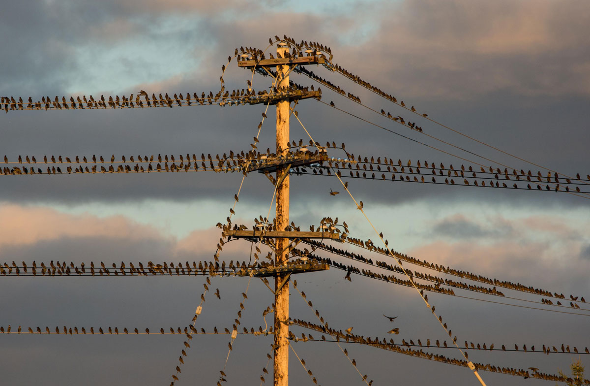 Powerline-starlings.jpg