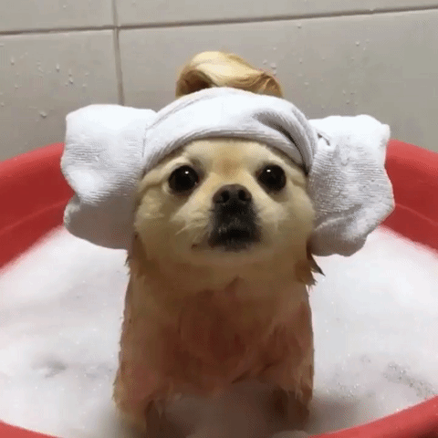 giphy-1.gif