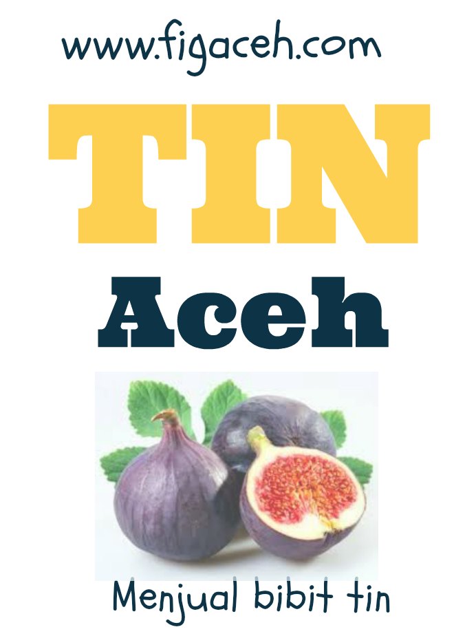 Jual bibit pohon tin aceh.jpg