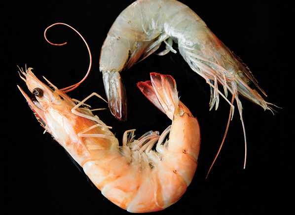 Shrimps shrink1.png