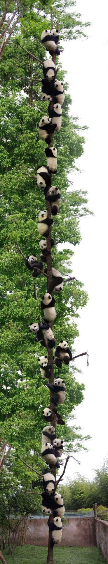 Pandas are playing.jpg