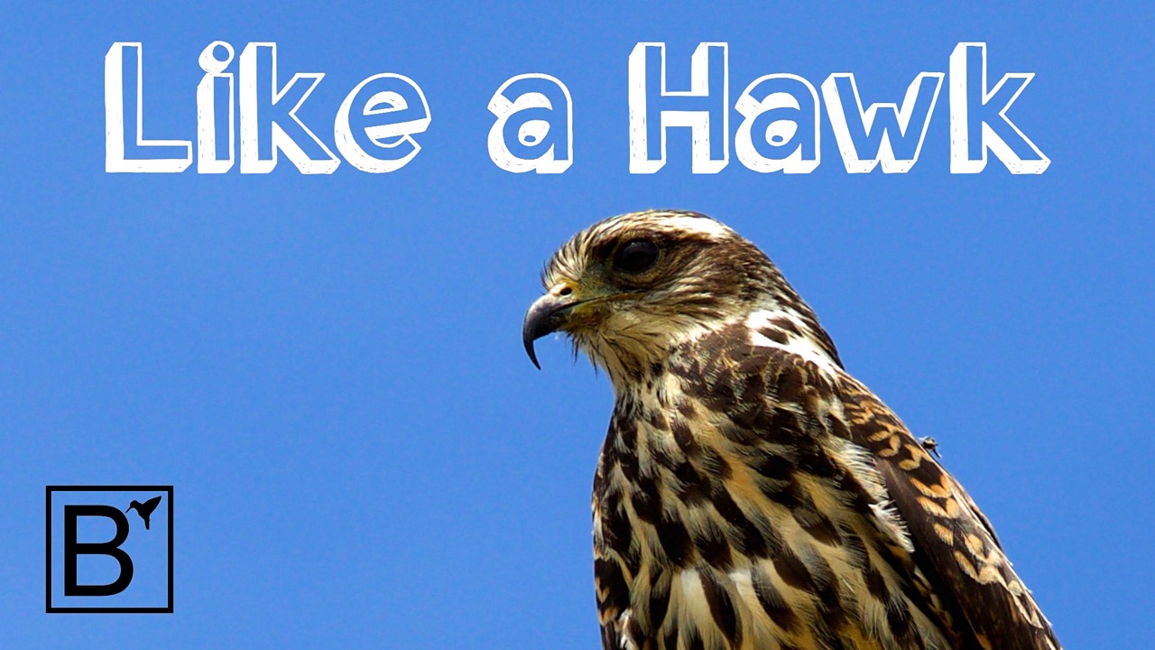 Like a Hawk_L.jpg