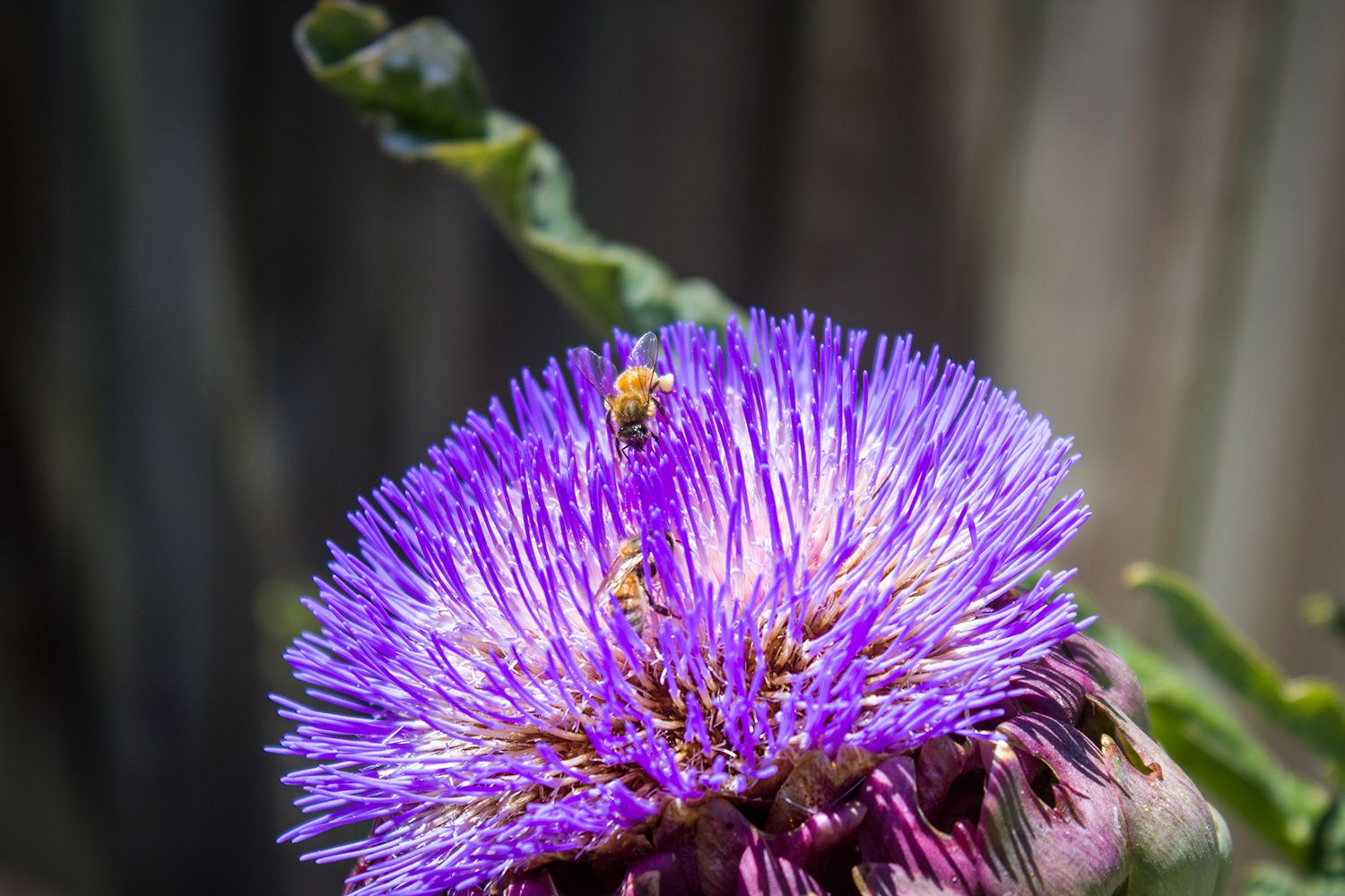 purple-flower-bees.jpg