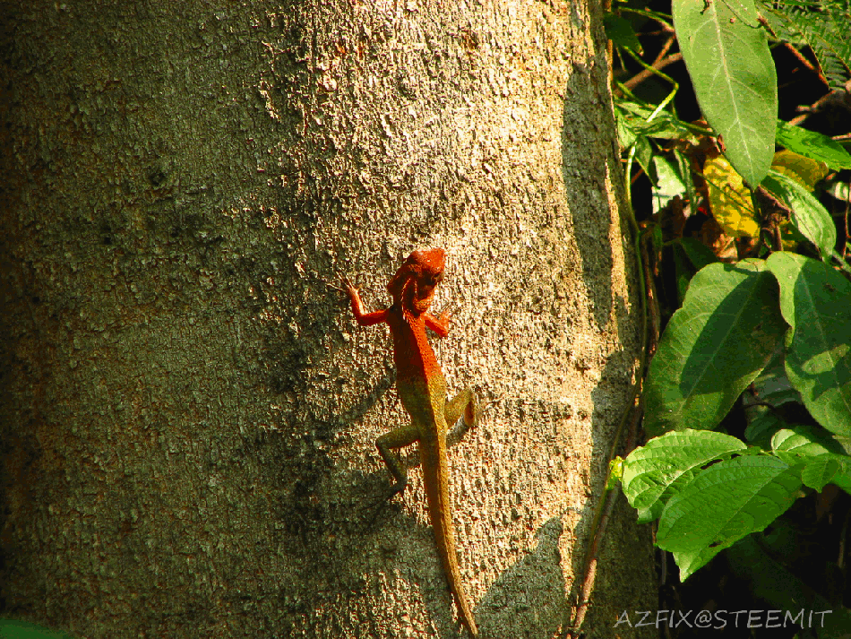 fixlizardanimated.gif
