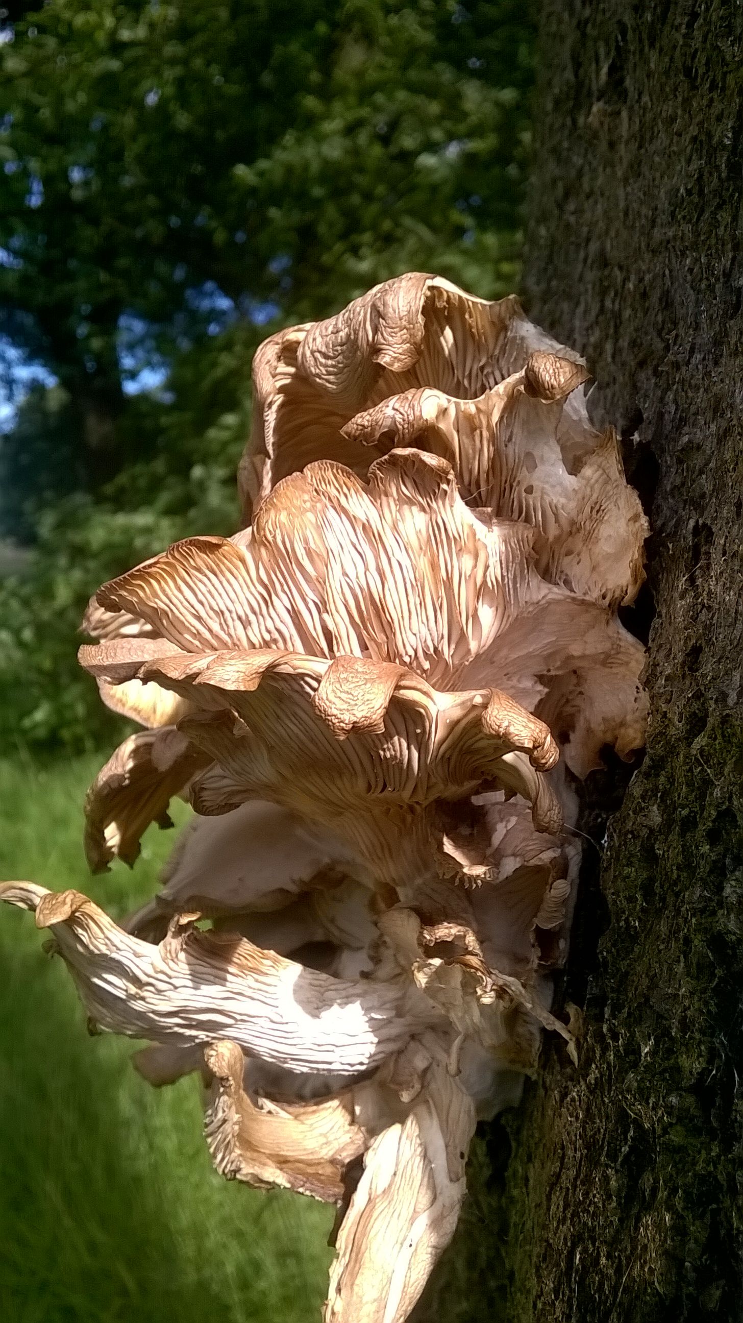 WP_20160703_16_16_08_Pro.jpg