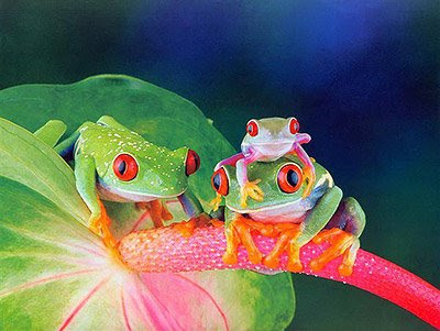 10-Frog-Beautiful-Colourful-Frogs-Photos.jpg