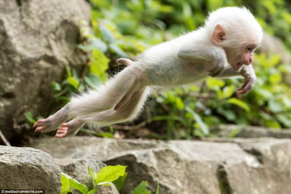 Pure White Monkey baby put on an adventurous and surprisly human-like performance with his mother and siblings at Jigokudani Monkey Park from Tokyo, Japan.jpg