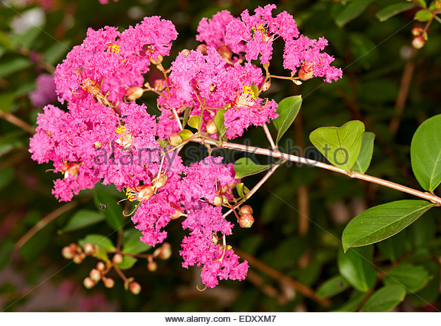 cluster-of-vivid-pink-flowers-buds-of-lagerstroemia-indica-crepe-myrtle-edxxm7.jpg