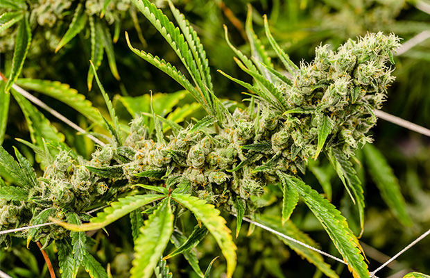 Cannabis-Weed-Green-Rush.jpg