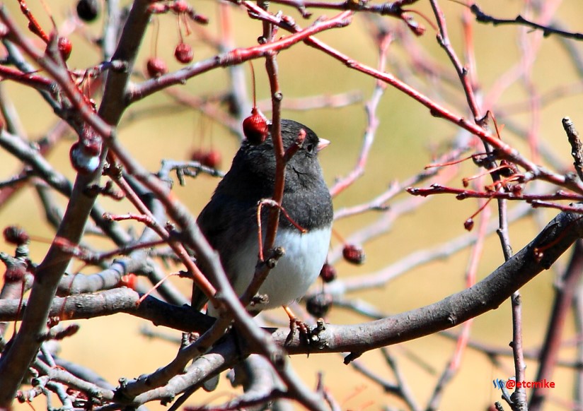 dark-eyed junco PFW22-sa0050.JPG