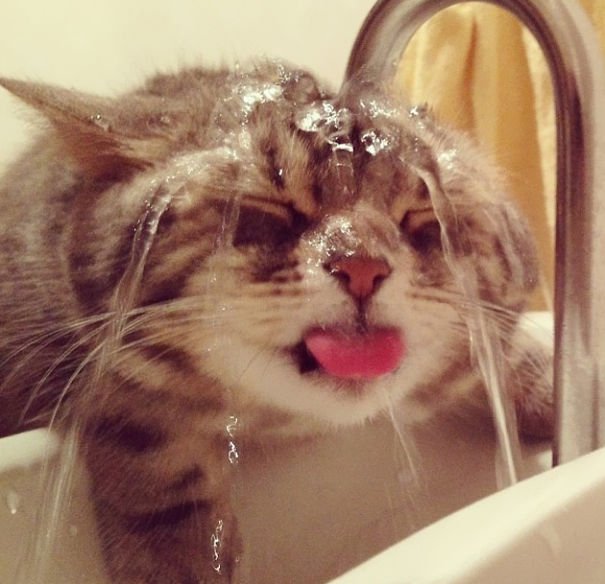 cat-loves-water-bath-30__605-1.jpg