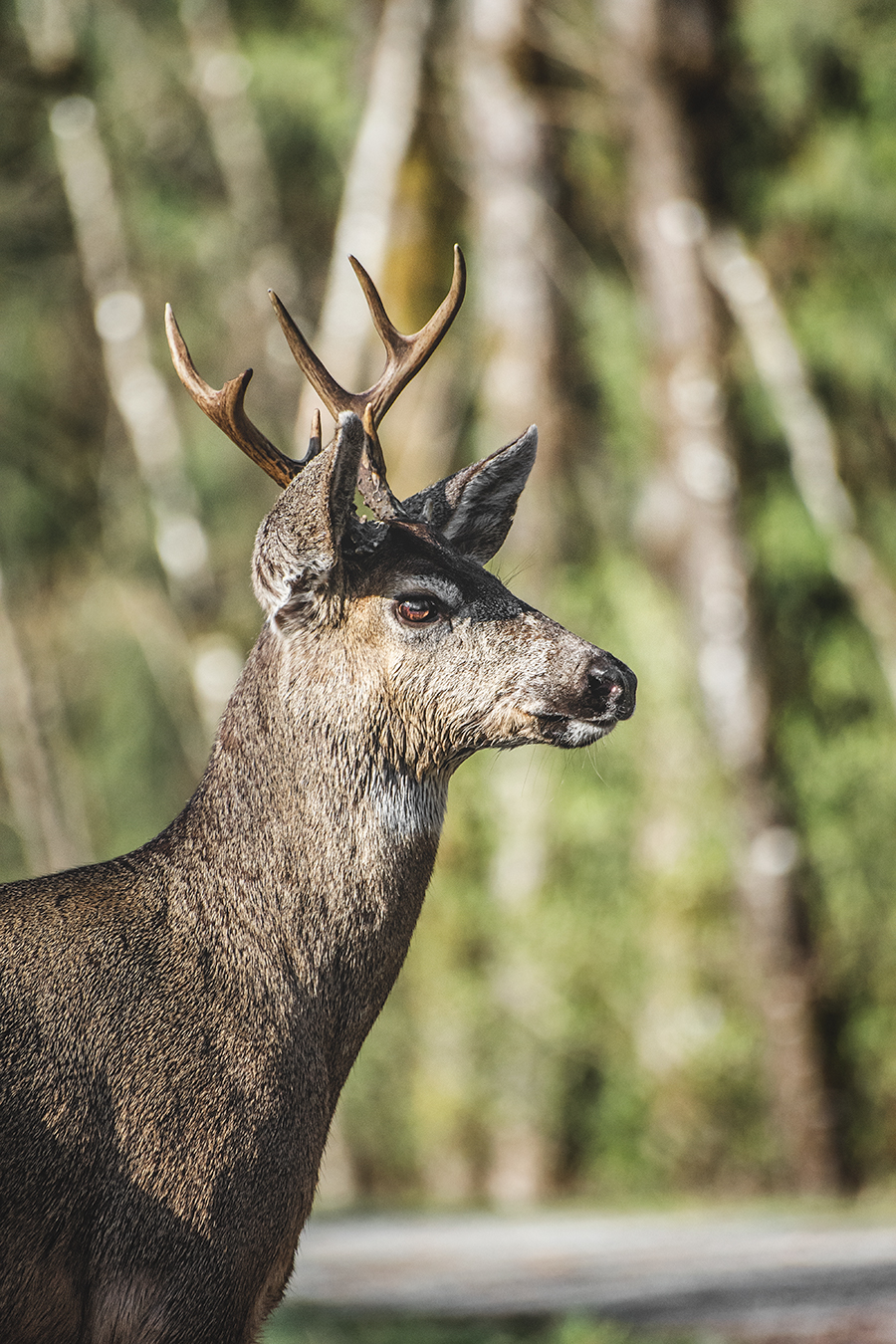 crimsonclad-black-tail-deer1.jpg