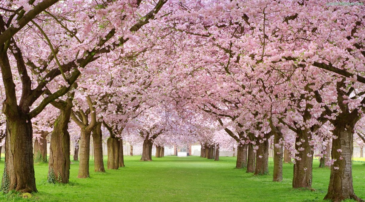 cherry-blossom-spring-wallpaper-3.jpg